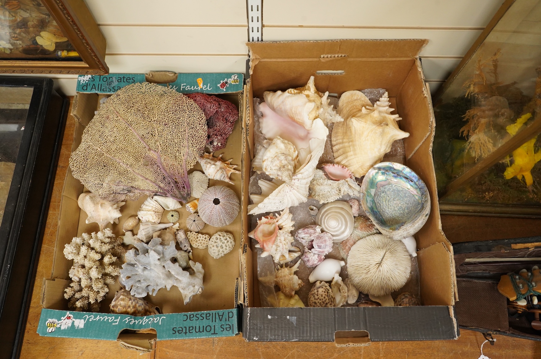 A collection of marine shells, echinoids, coral samples, fossil samples, etc.
